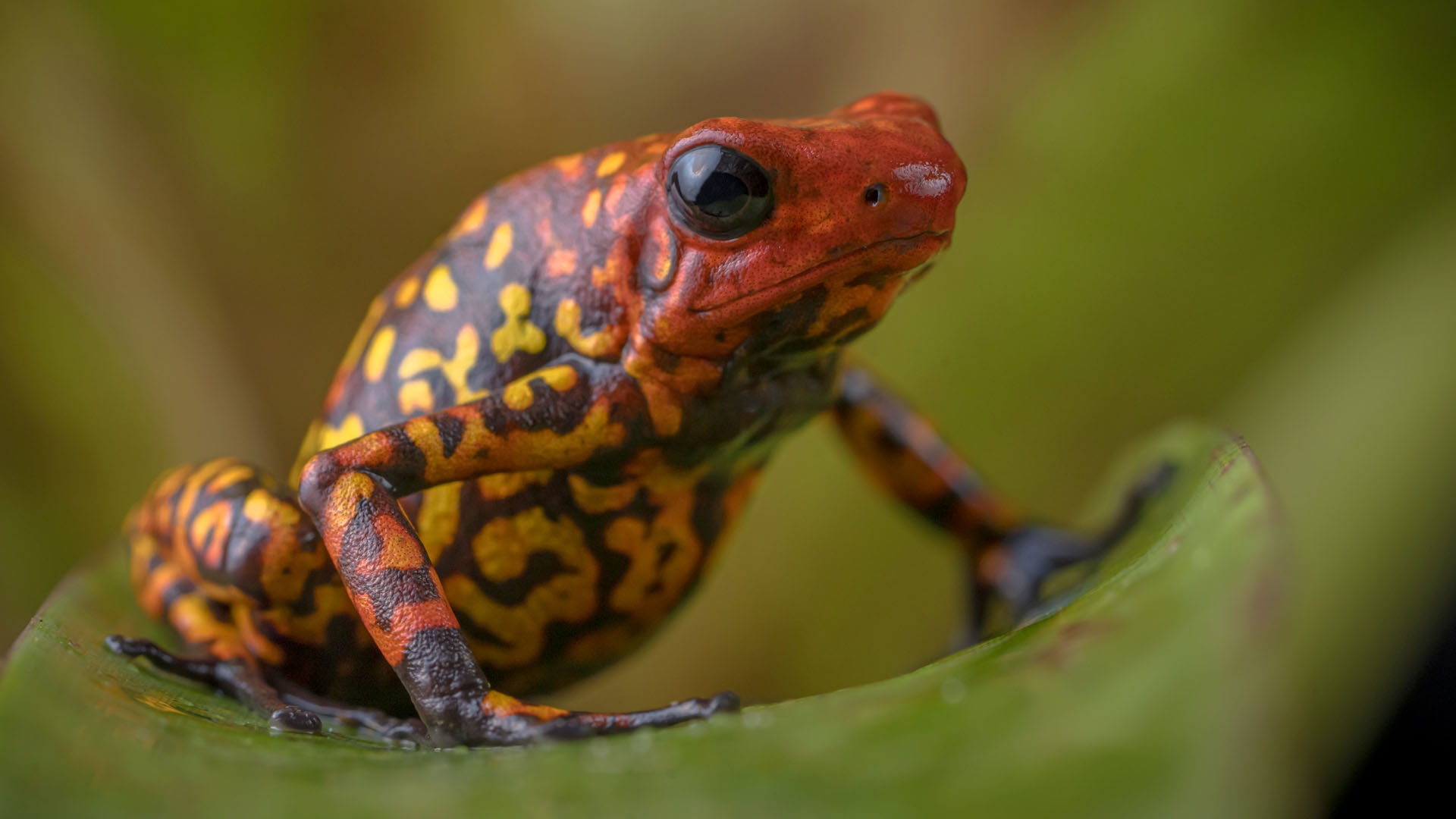 Poison Frogs Herping Tour